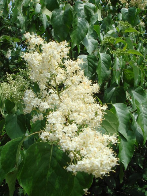 Syringa pekinensis fleur
